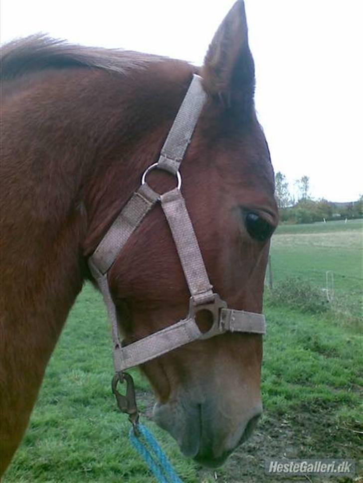 Welsh Pony af Cob-type (sec C) Kranevelds Tanja <33 - elsker og blive nusset billede 3