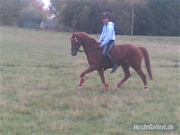 Welsh Pony af Cob-type (sec C) Kranevelds Tanja <33 - når hvor går hun fint billede 4