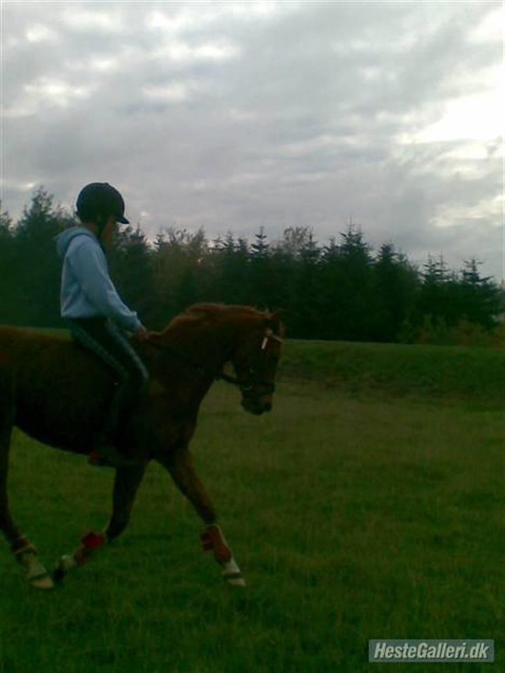 Welsh Pony af Cob-type (sec C) Kranevelds Tanja <33 billede 6