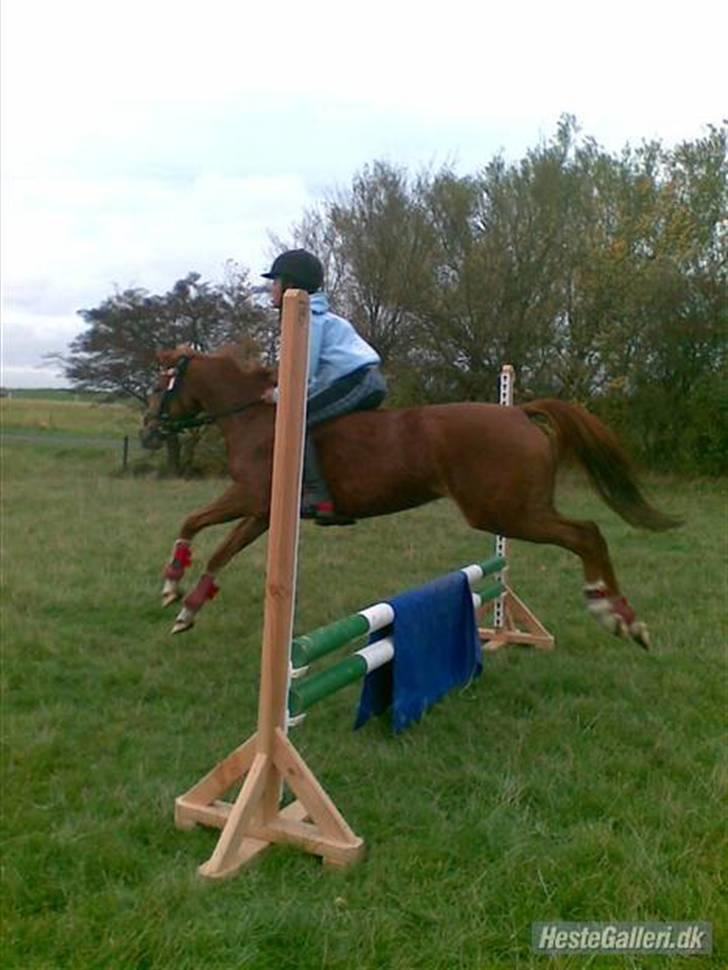 Welsh Pony af Cob-type (sec C) Kranevelds Tanja <33 - springer ikk så højt hun havde næsten lige halt  billede 7