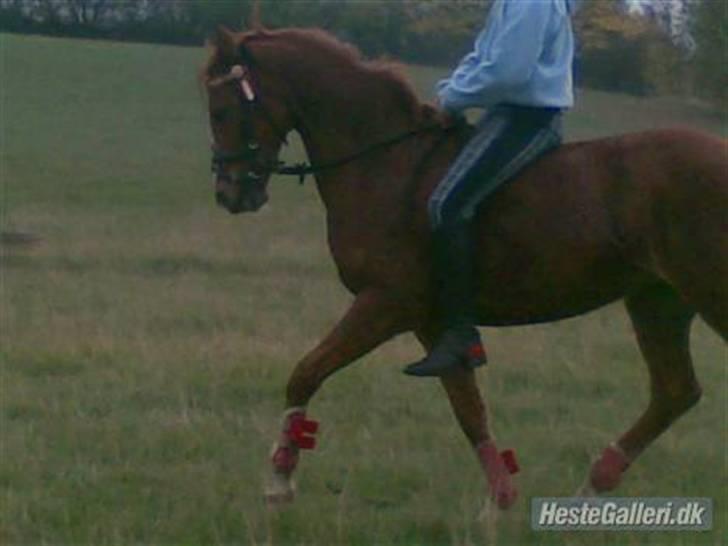 Welsh Pony af Cob-type (sec C) Kranevelds Tanja <33 billede 8