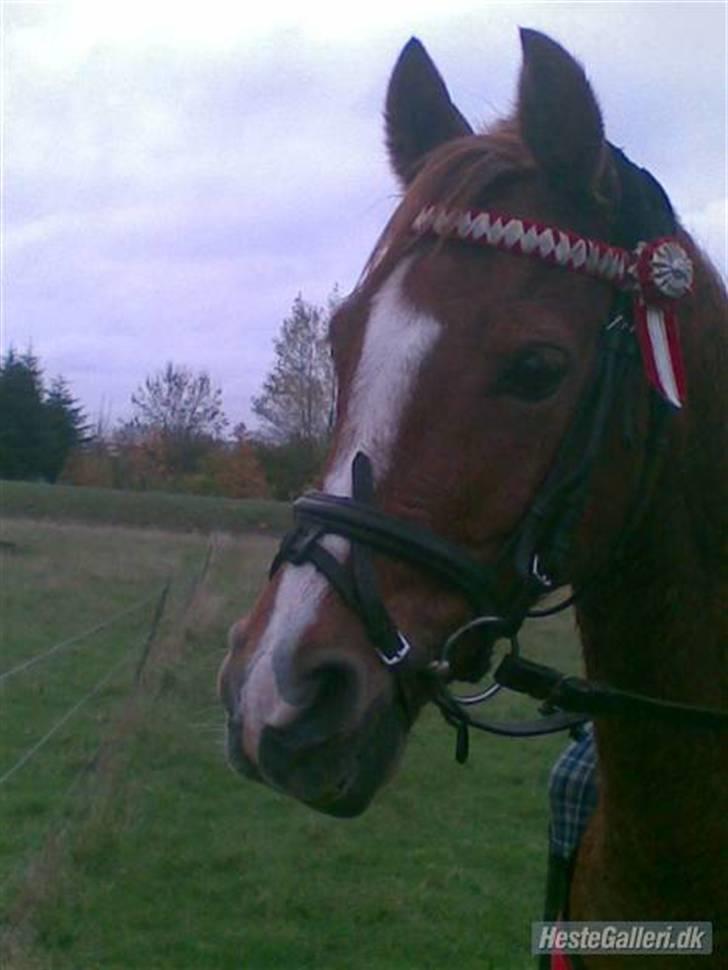 Welsh Pony af Cob-type (sec C) Kranevelds Tanja <33 - smukke  billede 9