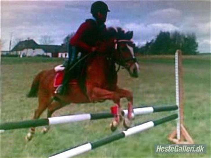 Welsh Pony af Cob-type (sec C) Kranevelds Tanja <33 - heheh billede 10