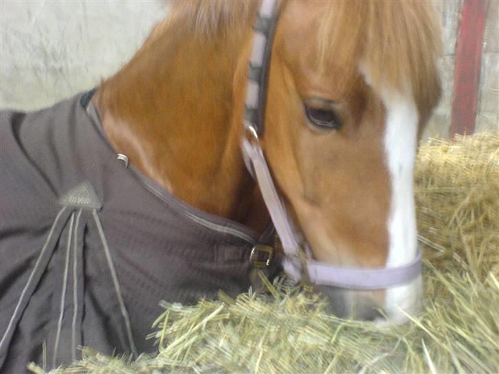 New Forest Remontes Gee-Gee - solgt billede 11