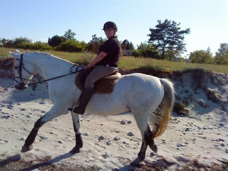 Trakehner Blå *HALVBLIND* - Første rigtige tur :D Sommeren 2009. Blå var eksemplarisk!!!! billede 17
