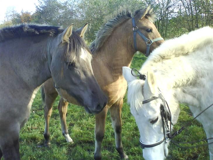 Anden særlig race Angelig Ligge R.I.P. billede 8