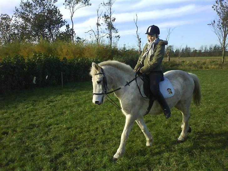 Anden særlig race Angelig Ligge R.I.P. billede 9