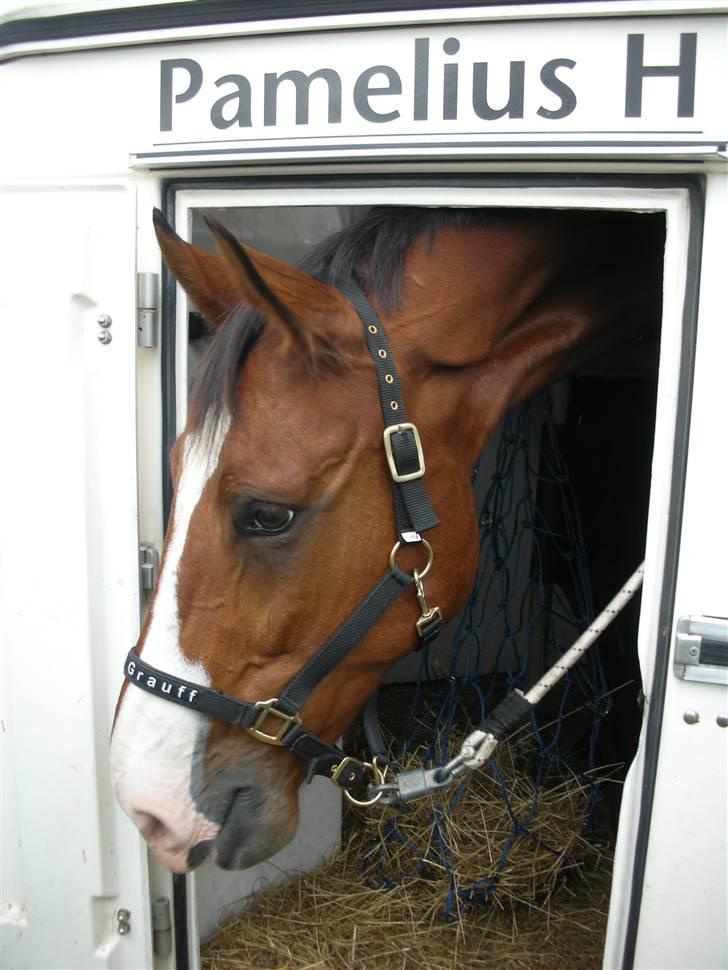 Hollandsk Varmblod Pamelius H - Hallooo...jeg vil altså gerne ud af traileren... billede 15