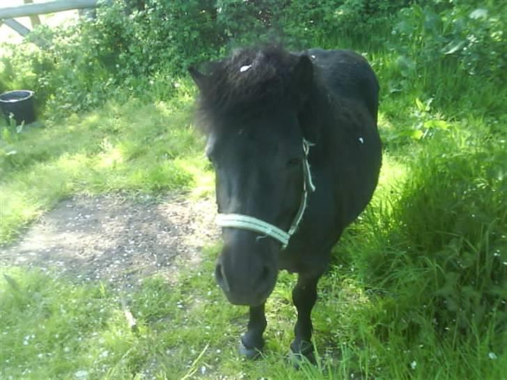 Shetlænder topper billede 1