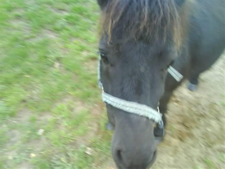 Shetlænder topper billede 2