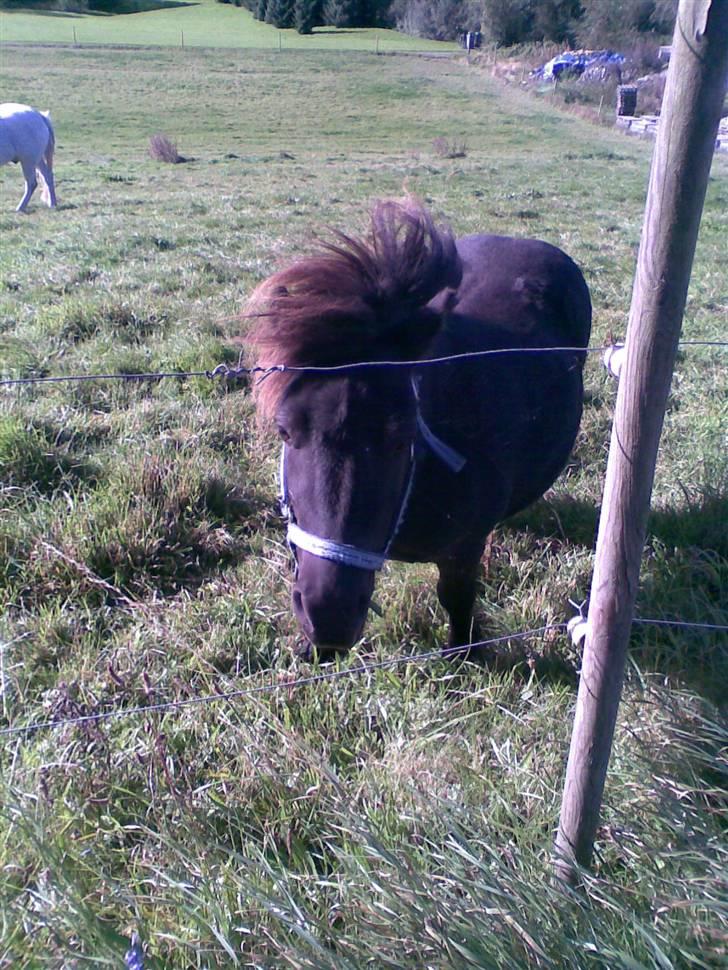 Shetlænder topper billede 3