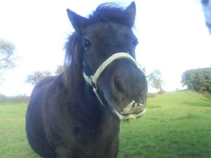 Shetlænder topper billede 4