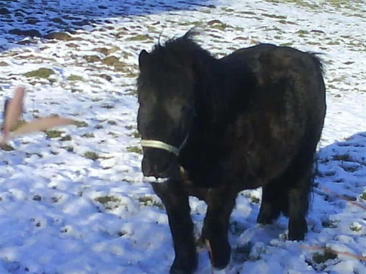 Shetlænder topper billede 5