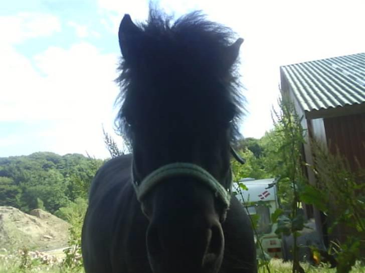 Shetlænder topper billede 7