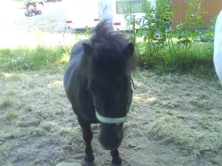 Shetlænder topper billede 8