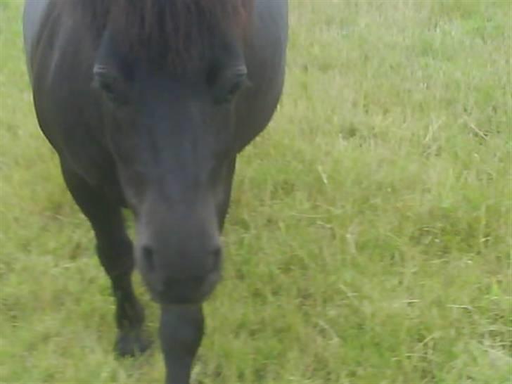 Shetlænder topper billede 9