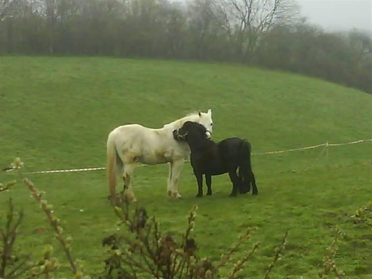 Shetlænder topper billede 11