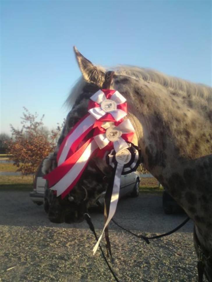 Knabstrupper Abigail af Snevren   - Vinder af øresundscuppen og lbèn på HSK :D <33 billede 18