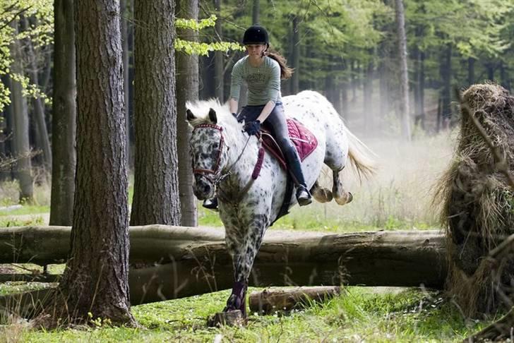 Knabstrupper Abigail af Snevren   - Skov tur (: billede 19