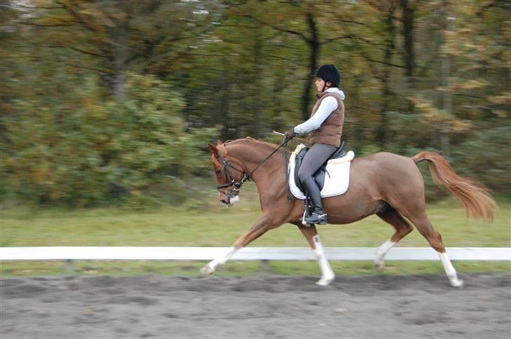 Hollandsk Sportspony Divino Van Stal Romano - salgsbillede. billede 10