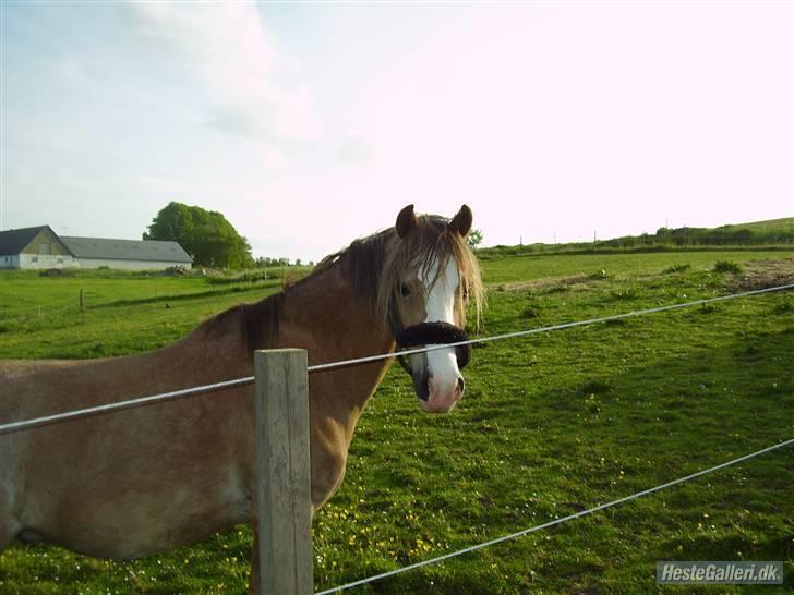 Welsh Mountain (sec A) Sandets Silver<3 - Verden er så stor :) billede 2