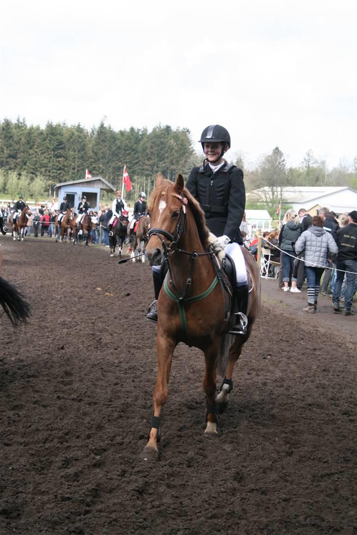 Welsh Cob (sec D) Kielshoop Honeyrose Solgt - Opvarmning på morsø 08, - foto sisse<3 billede 19