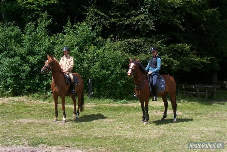 Welsh Cob (sec D) Kielshoop Honeyrose Solgt - Nanna og mig i skoven, <3 billede 20