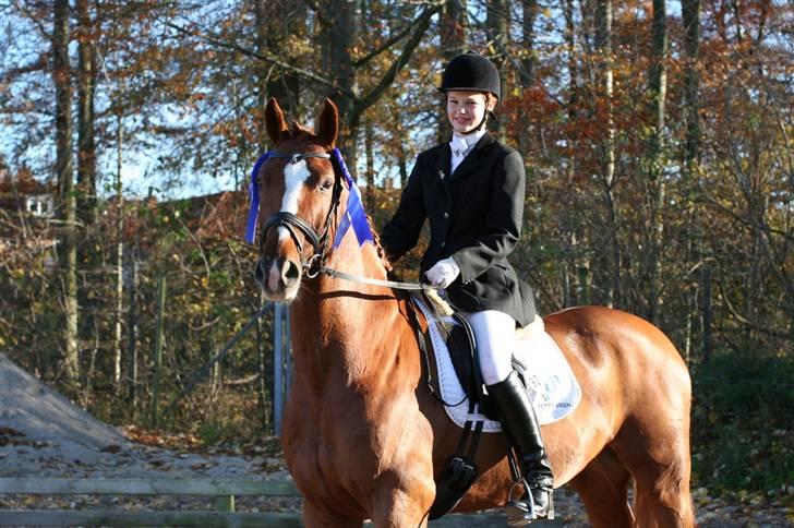 Dansk Varmblod Bacardi Af Høgebjergaard - Fyensmesterskab 07 - 2ér billede 1