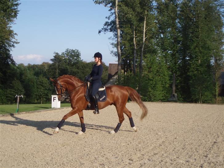 Dansk Varmblod Bacardi Af Høgebjergaard - træning broholm :) billede 2
