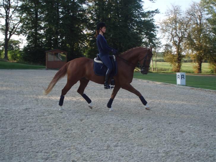 Dansk Varmblod Bacardi Af Høgebjergaard - Træning på udendørsbanen på Broholm billede 3