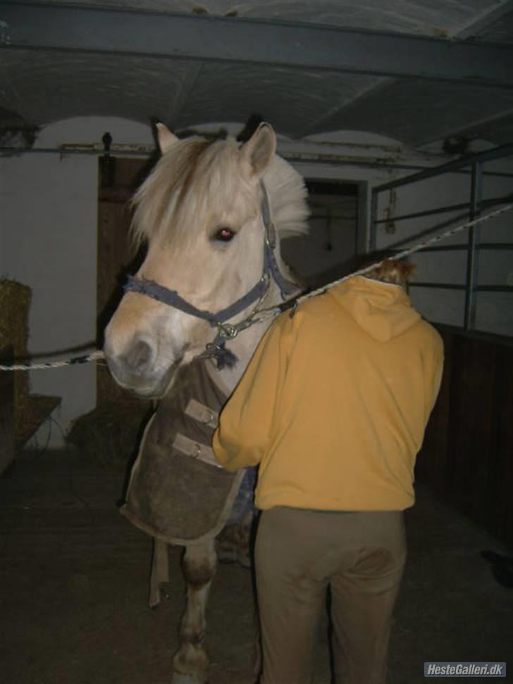 Fjordhest Prins ( kaldet Oliver ) billede 13