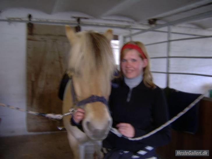 Fjordhest Prins ( kaldet Oliver ) billede 14