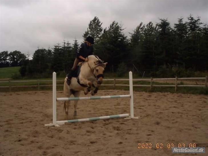 Fjordhest Prins ( kaldet Oliver ) billede 15