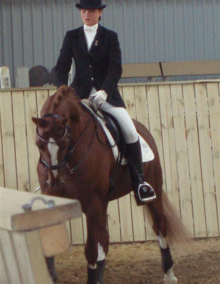 Dansk Varmblod Bacardi Af Høgebjergaard - Opvarmning til vores første landsstævne i Birgittelyst Rideklub i juni 08 :) billede 4