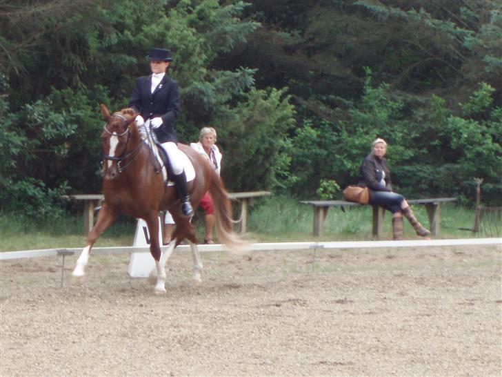Dansk Varmblod Bacardi Af Høgebjergaard - Mb1 Birgittelst rideklub billede 5