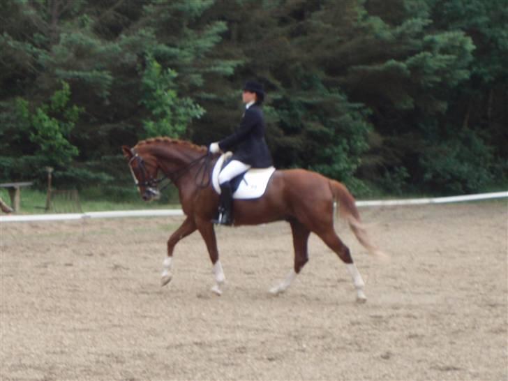 Dansk Varmblod Bacardi Af Høgebjergaard - Mb3 Birgittelst rideklub billede 6