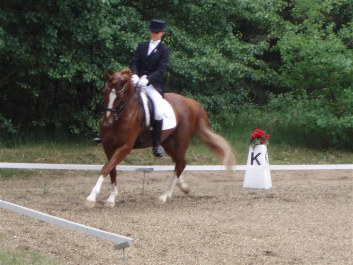 Dansk Varmblod Bacardi Af Høgebjergaard - første landsstævne - Mb1 - Birgittelsy rideklub - 64,05% -5ér billede 7