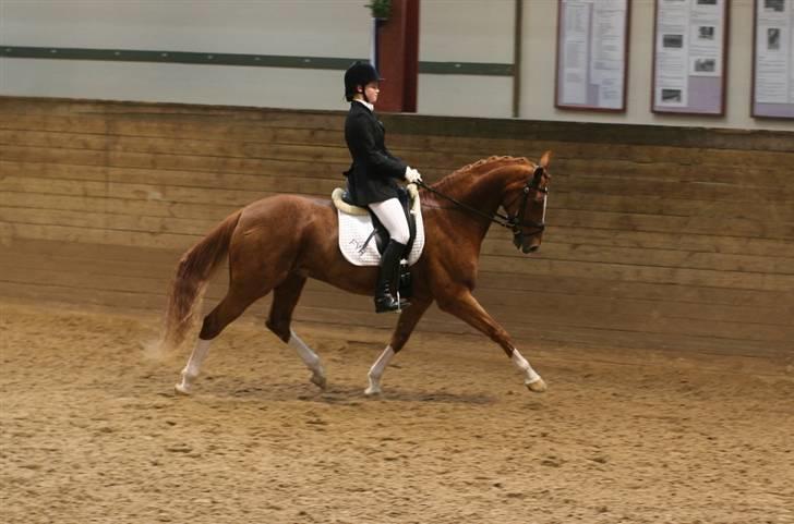 Dansk Varmblod Bacardi Af Høgebjergaard - første la4 - Fyens Rideklub - 63,9% - 1ér billede 8