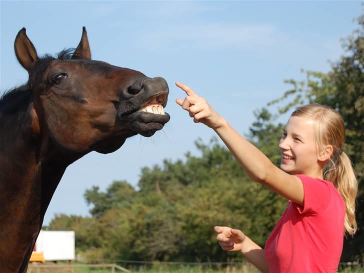 New Forest Prins Albert - Prins <3 Han er blevet god til at smile :D <3 foto: Rikke N<3 billede 19