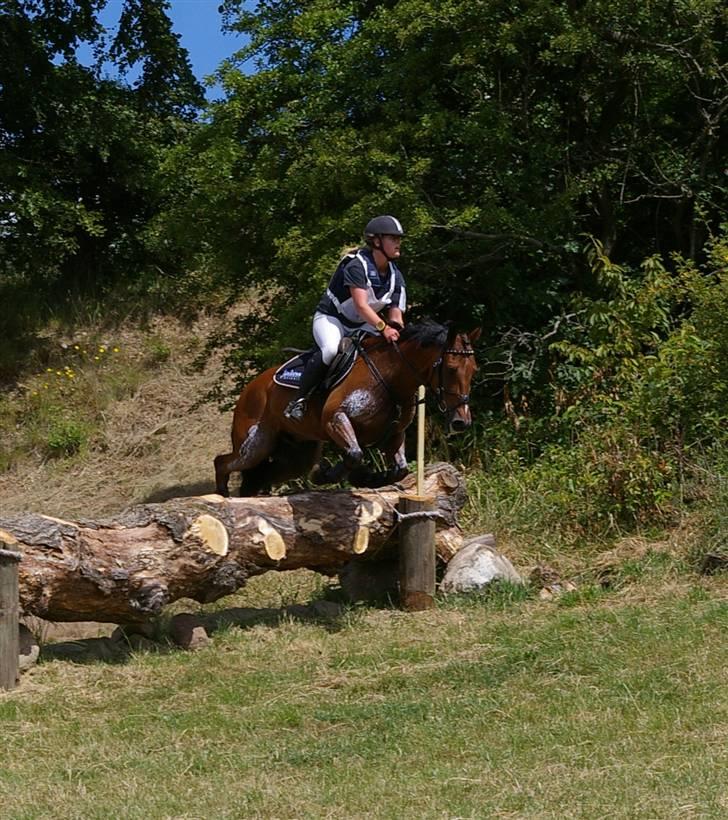 Anden særlig race Surprice A-pony - Skårup 2* udtaget til em 09 billede 18