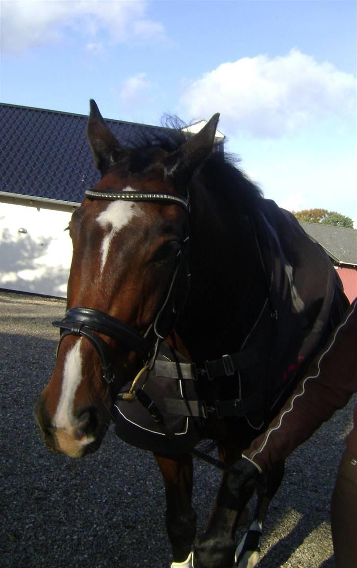 Hollandsk Varmblod Theunis *Nisse* - uha..fin med bling bliing.. billede 7