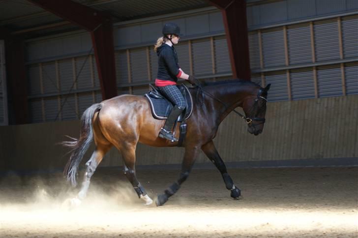 Hollandsk Varmblod Theunis *Nisse* - lækkert hva? xD d. 13. sep. 09 Foto: pernille, min mutte! <3 billede 8