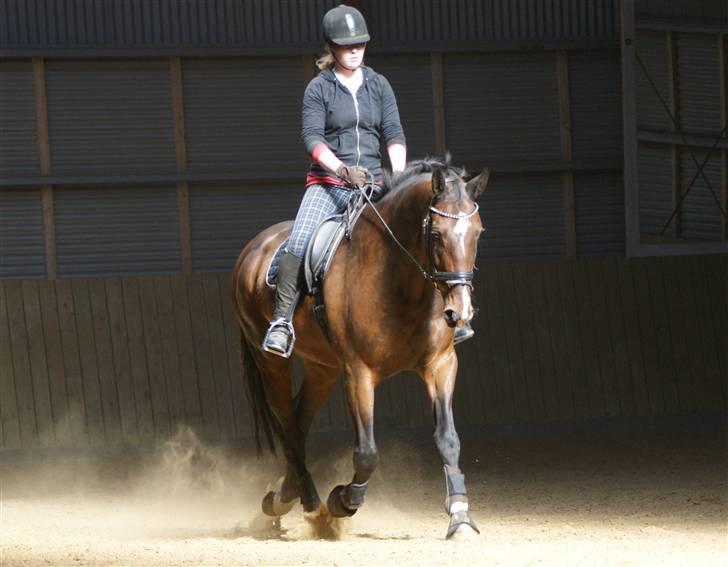 Hollandsk Varmblod Theunis *Nisse* - dejlige dreng! d. 13. sep. 09 Foto: pernille, min mutte! <3 billede 9