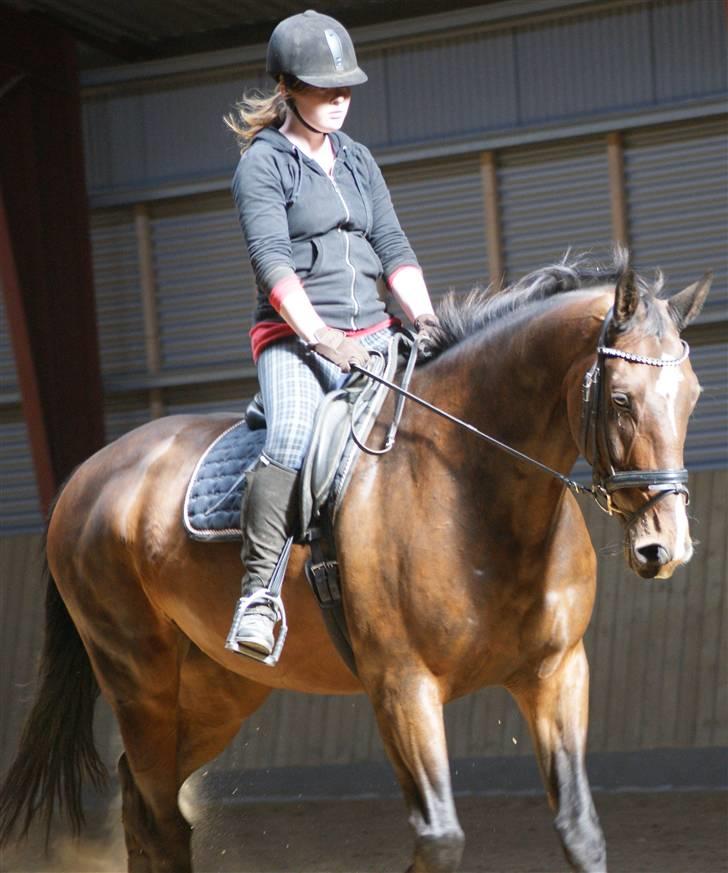 Hollandsk Varmblod Theunis *Nisse* - omg! prøv lige at se hvordan de muskler bobler!! det da helt vildt så mange muskler han har!! d. 13. sep. 09 Foto: pernille, min mutte! <3 billede 10