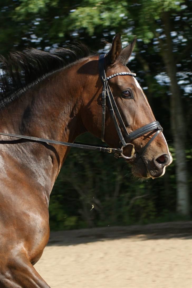 Hollandsk Varmblod Theunis *Nisse* - smukke <33 d. 13. sep. 09 Foto: pernille, min mutte! <3 billede 11