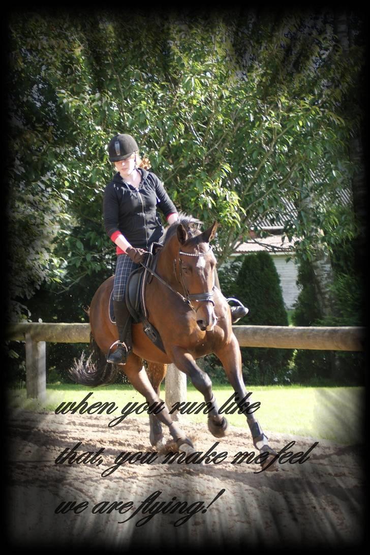 Hollandsk Varmblod Theunis *Nisse* - min dressur mus..verdens bedste galop!!! han griber bare ind under sig og han går i holdning af sig selv..mit muskelbundt!d. 13. sep. 09 Foto: pernille, min mutte! <3  billede 12