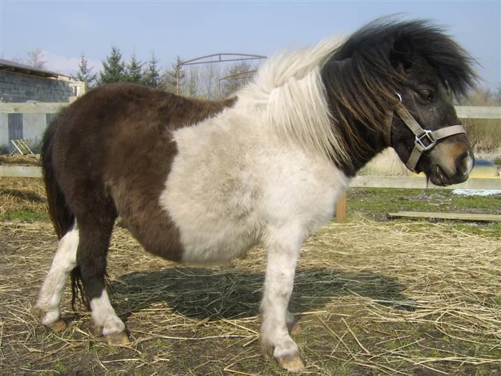 Anden særlig race Freja - Fra tidligere ejer :-) Tak for lån.. billede 1