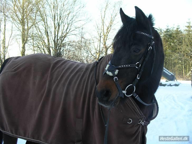 Anden særlig race Cindy  - cindy <333 smukkere end smuuk <3333  foto : mig billede 8