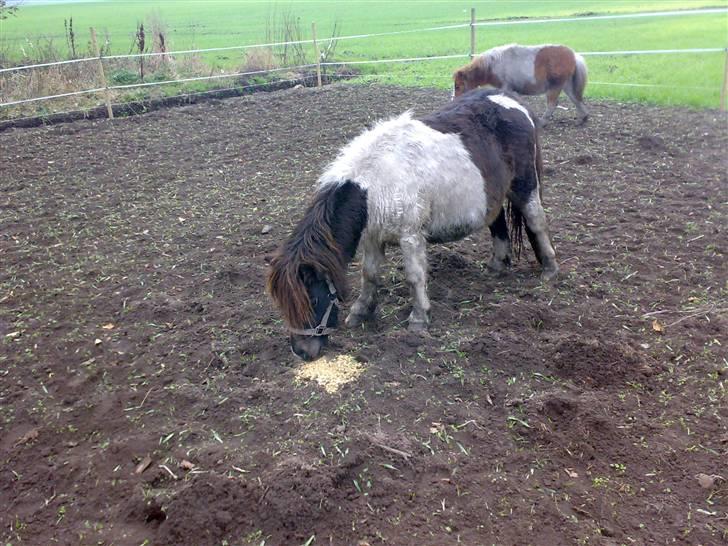 Anden særlig race Freja - Ny fold, nyt mad.. hmm.. spiser lidt af det.. Taget 20 min efter hun er lukket sammen med mine andre 3 ponyer billede 2