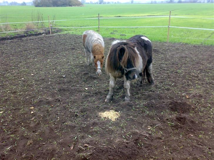 Anden særlig race Freja - Skal da lige holde øje med de andre :-) billede 3